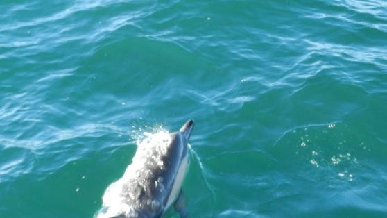 Whale & Dolphin Watching in Auckland