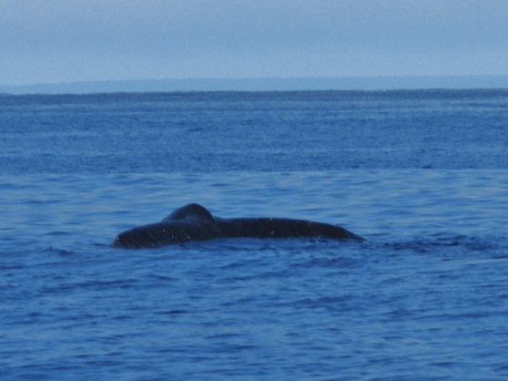 Whale Watching in Nova Scotia
