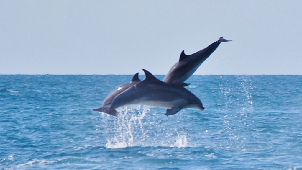 Whale and Dolphin Watching in the Hauraki Gulf