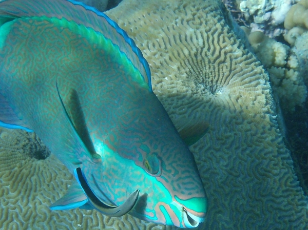 Parrot Fish with Remora