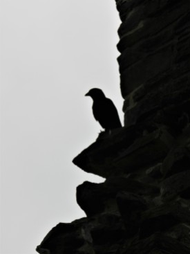 Neath Abbey Crow.1